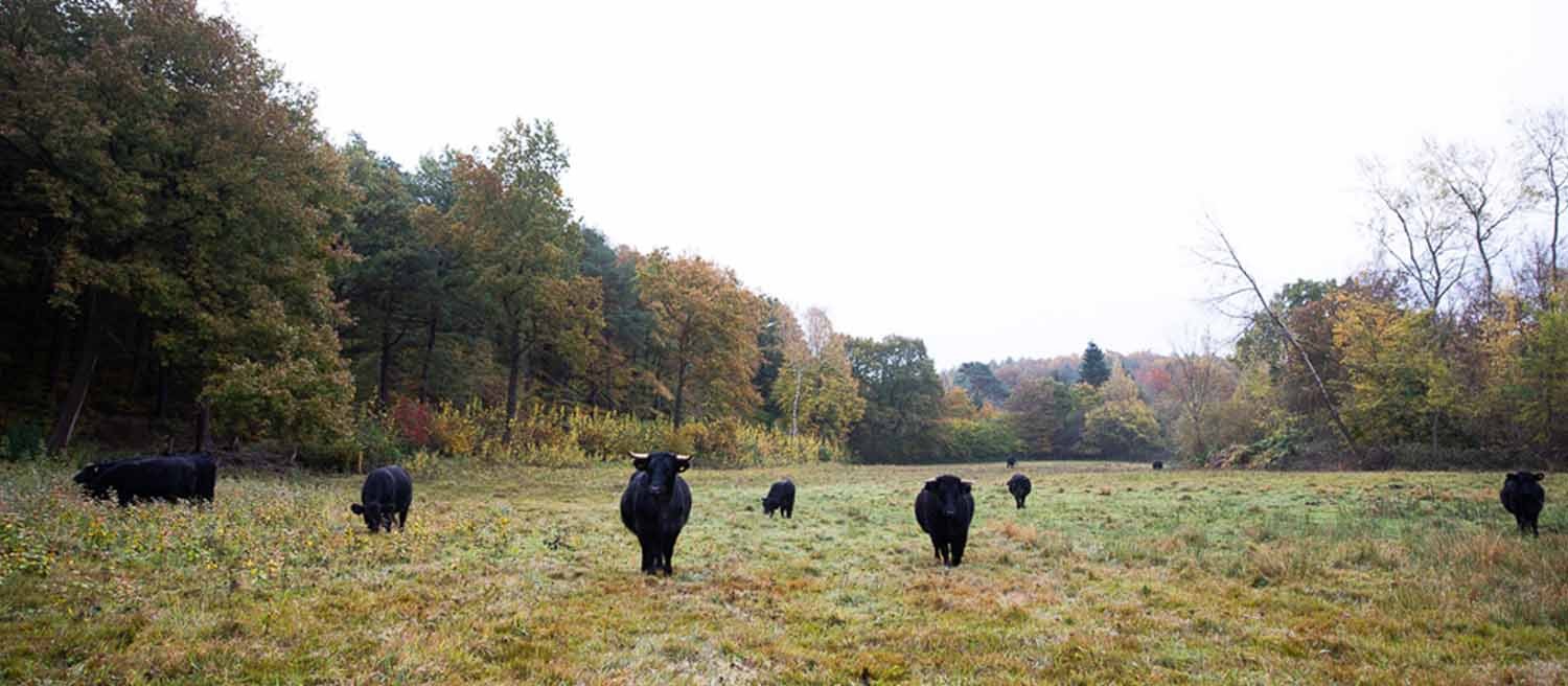 Blog-Header-Welsh-Blacks