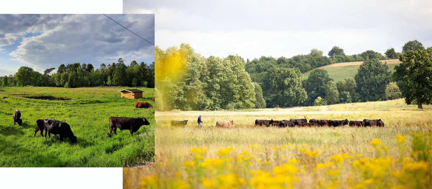 Wagyu-vs-Galloway
