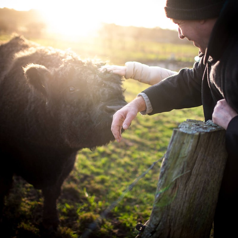 media/image/landwirt_galloway_einstueckland.jpg