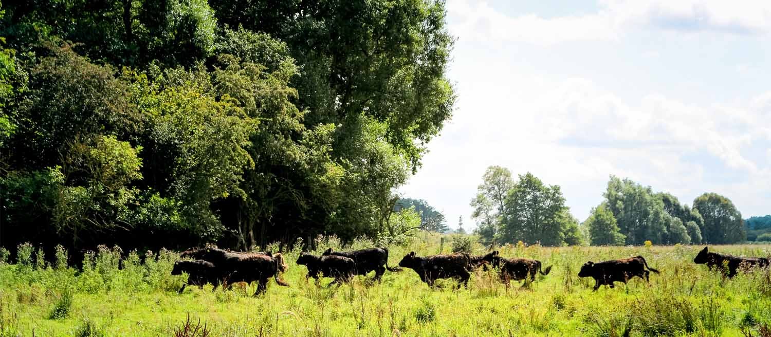 Blog-Header-Galloway-Hitze